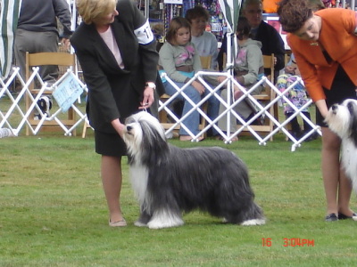 BCCA 2006 Best Of Breed Competition